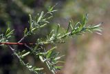 Salix wilhelmsiana. Ветка с распускающимися соцветиями. Южный Казахстан, левый берег Сыр-Дарьи в 10 км выше Сюткента. 29.04.2015.