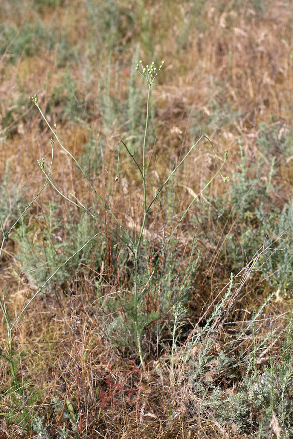 Изображение особи Hyalolaena bupleuroides.