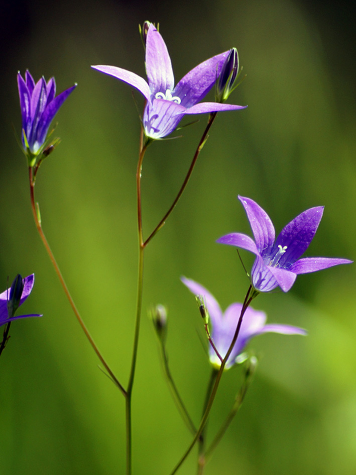 Image of Campanula patula specimen.