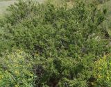 Cerasus tianshanica