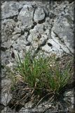 Sesleria albicans. Цветущее растение. Чешская республика, Южная Моравия, национальный природный резерват Děvín-Kotel-Soutěska, 02.05.2008.