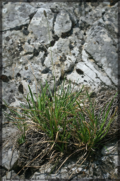 Image of Sesleria albicans specimen.