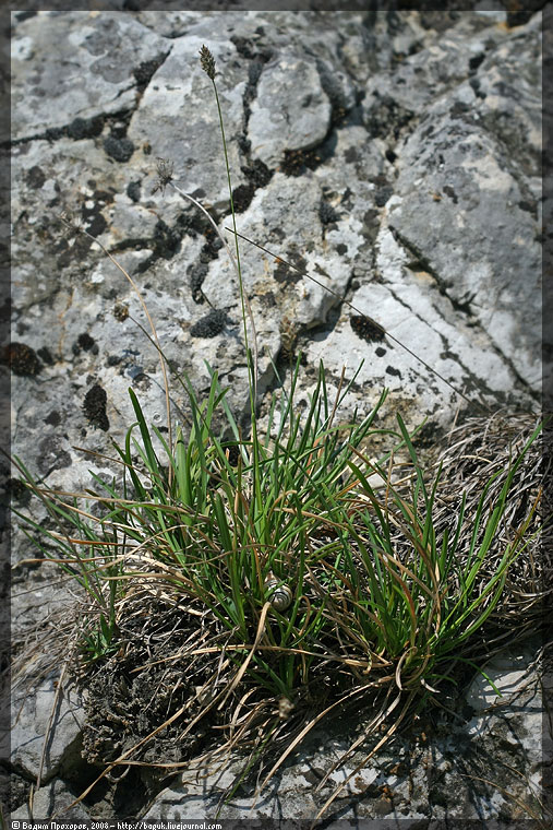 Изображение особи Sesleria albicans.