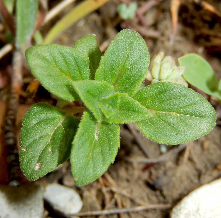 Image of Ziziphora acinos specimen.