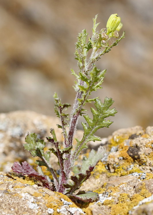 Image of Senecio vernalis specimen.