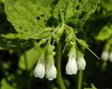 Symphytum tauricum
