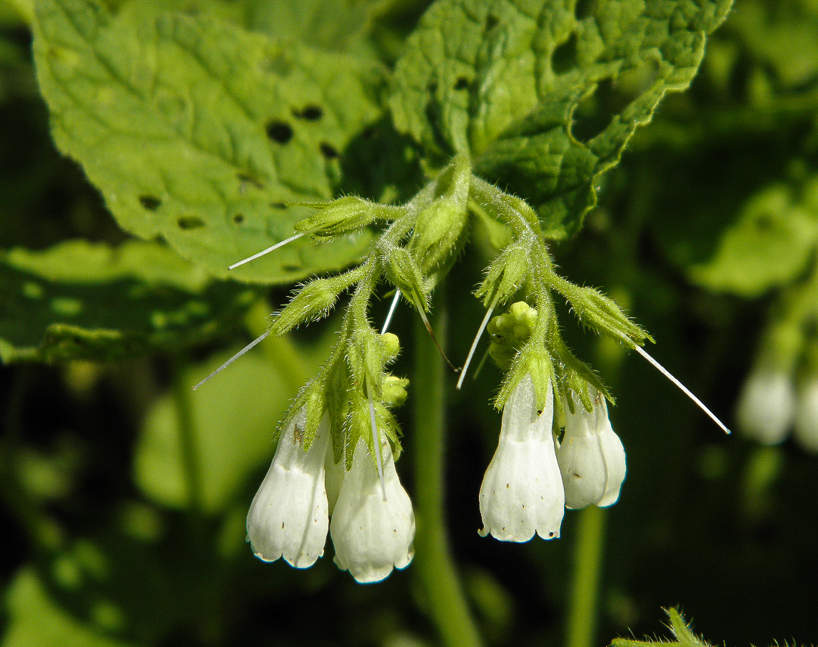 Изображение особи Symphytum tauricum.