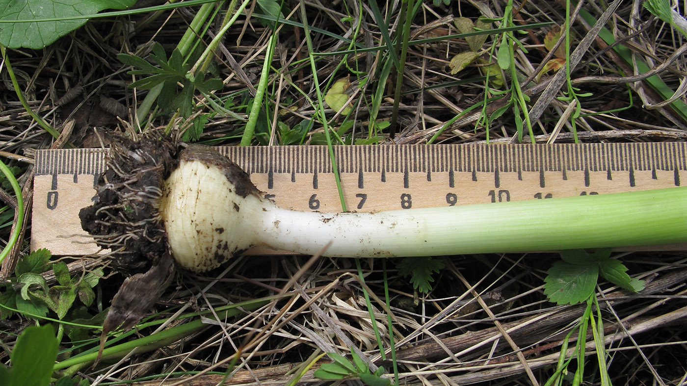 Image of Allium decipiens specimen.