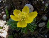 Eranthis longistipitata