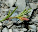 Fumana procumbens