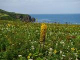 Ligularia fischeri