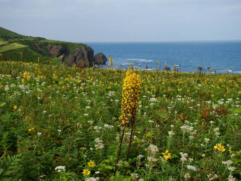 Изображение особи Ligularia fischeri.