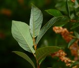 Salix starkeana. Верхушка побега (видна нижняя поверхность листьев). Московская обл., Раменский р-н, окр. ж.-д. платформы Хрипань, просека под ЛЭП. 08.06.2015.