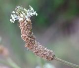 Plantago lanceolata. Отцветающее соцветие. Ростовская обл., Неклиновский р-н, Андреево-Мелентьевское с/п, у дороги. 17.06.2016.