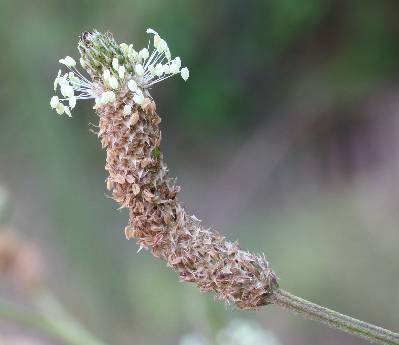 Image of Plantago lanceolata specimen.