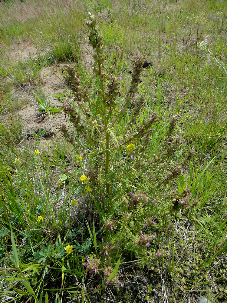 Изображение особи Pedicularis karoi.