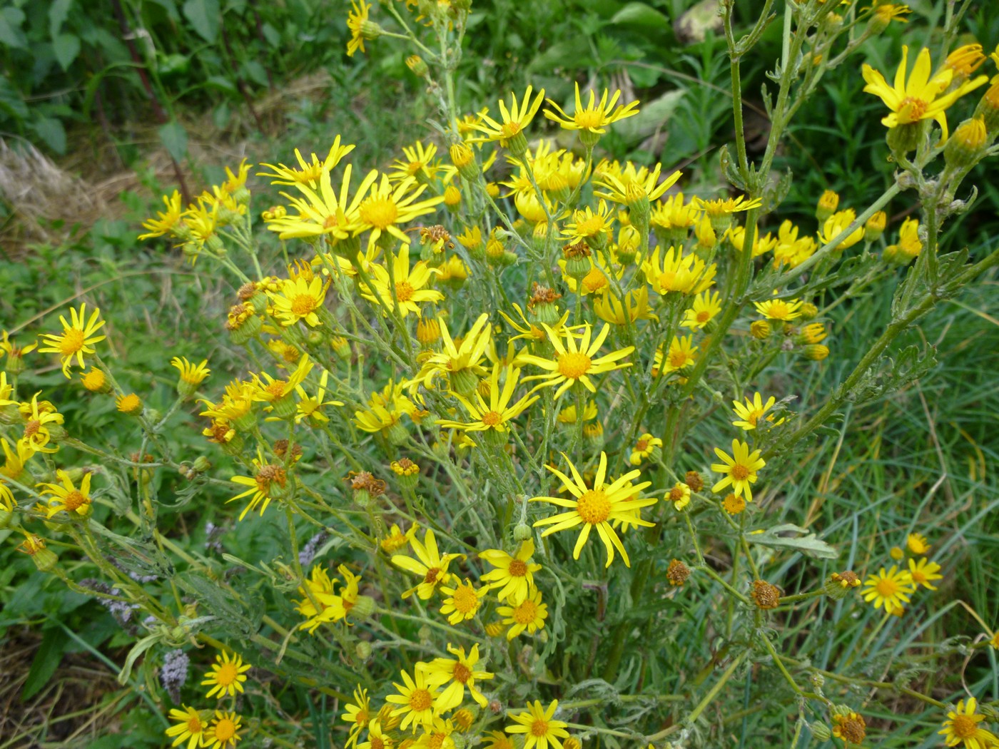 Image of Senecio jacobaea specimen.