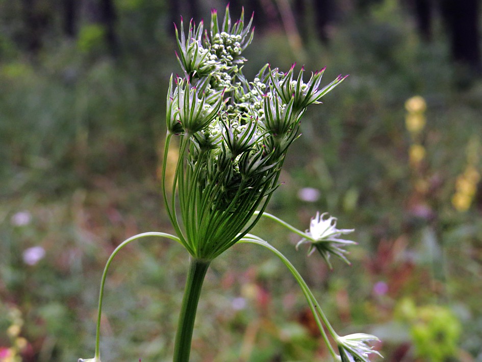 Image of Seseli annuum specimen.