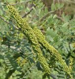 Amorpha fruticosa