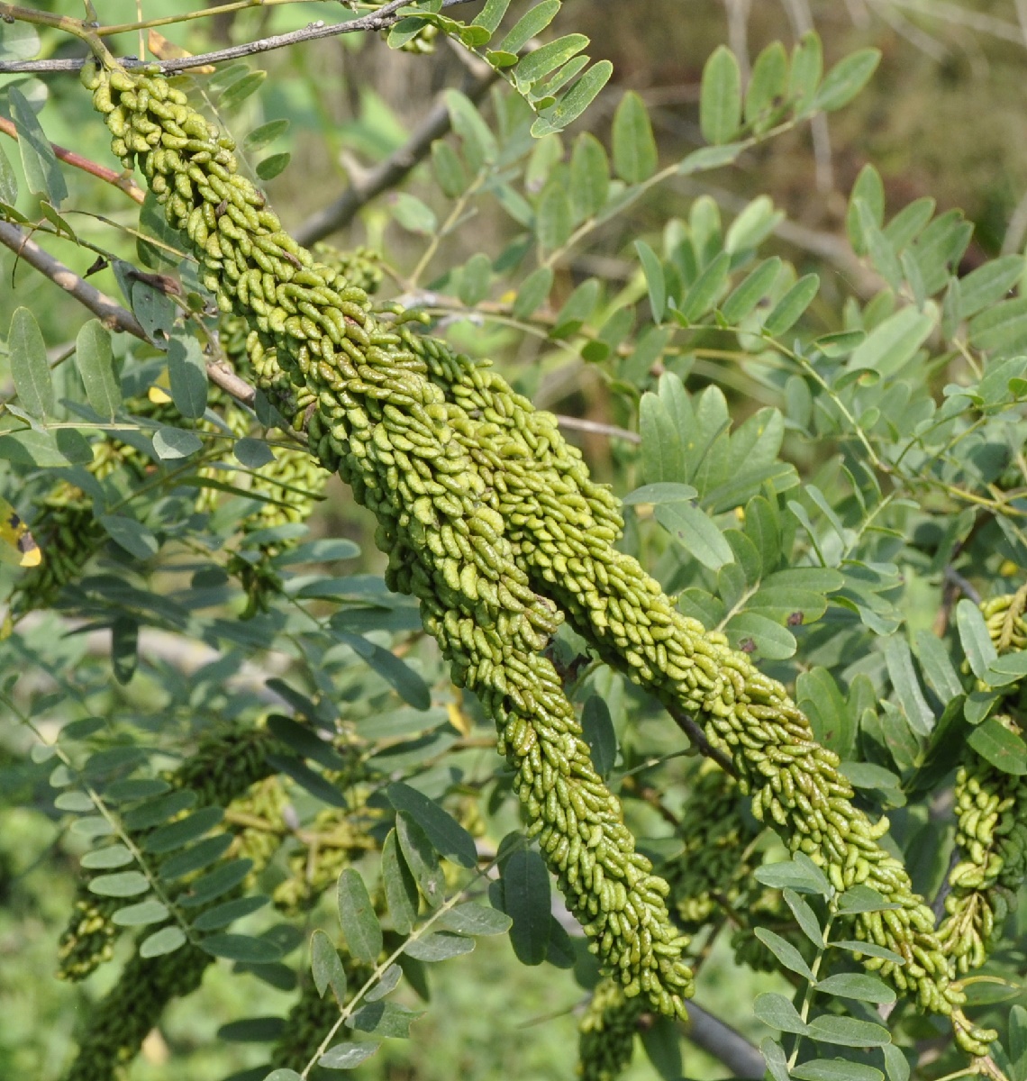 Изображение особи Amorpha fruticosa.