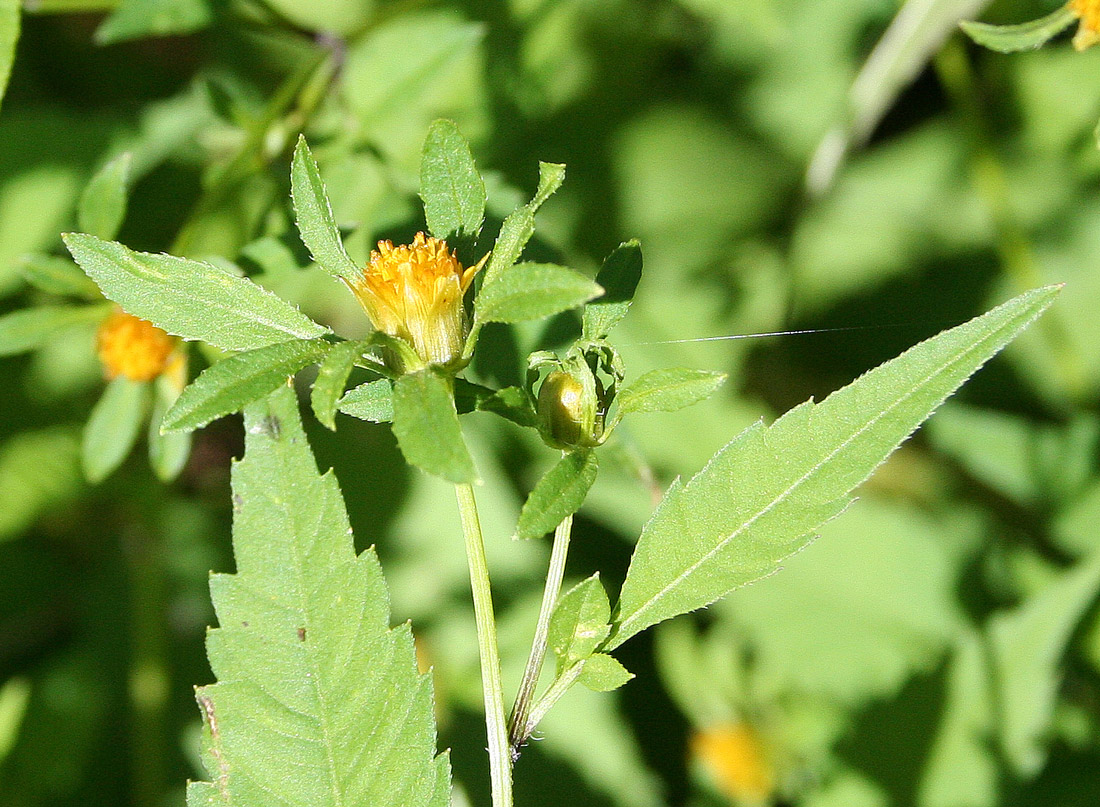 Image of Bidens frondosa specimen.