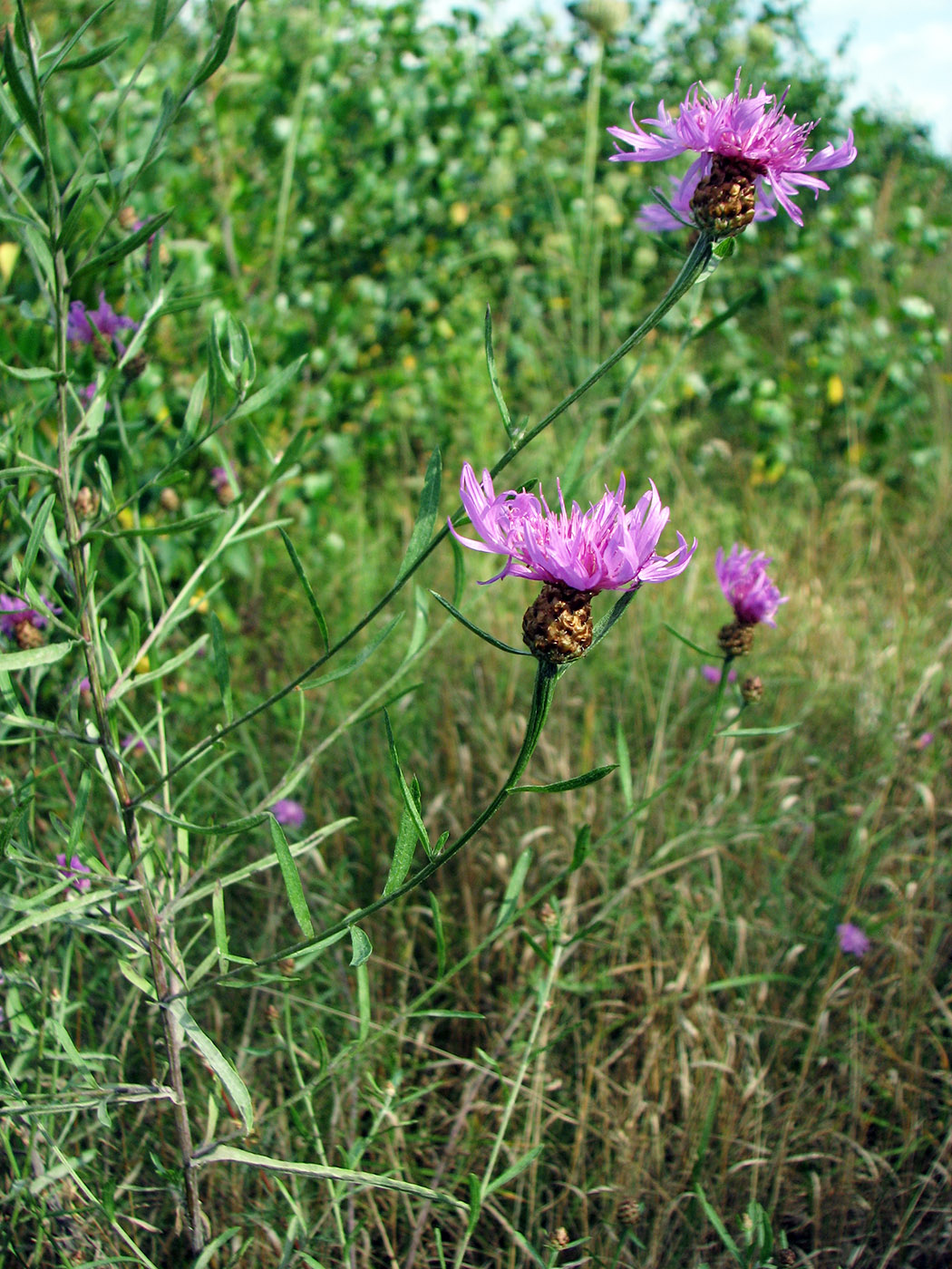 Изображение особи Centaurea jacea.