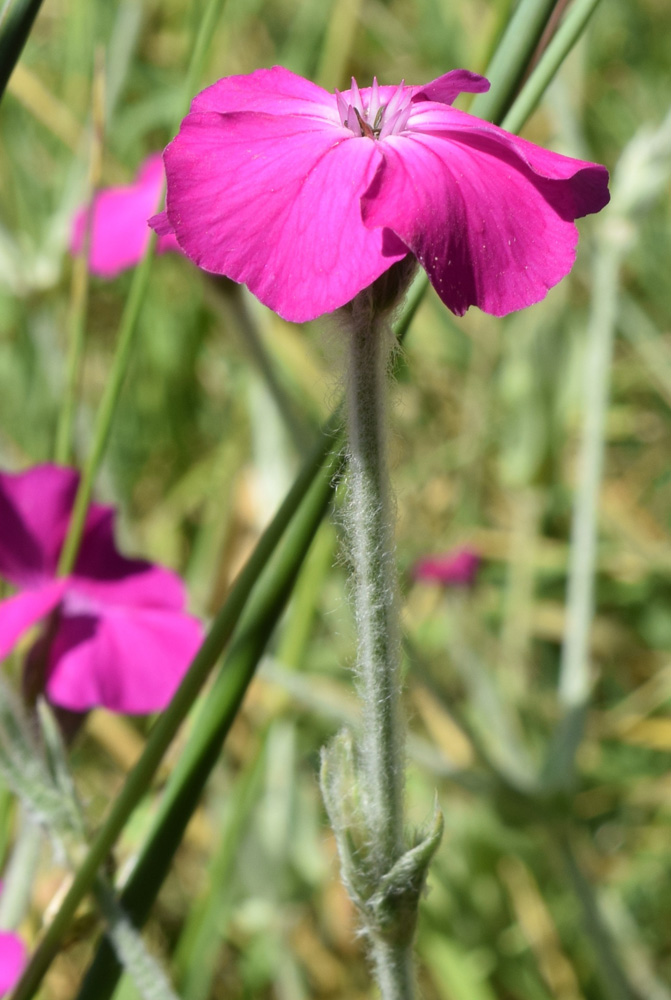 Изображение особи Lychnis coronaria.