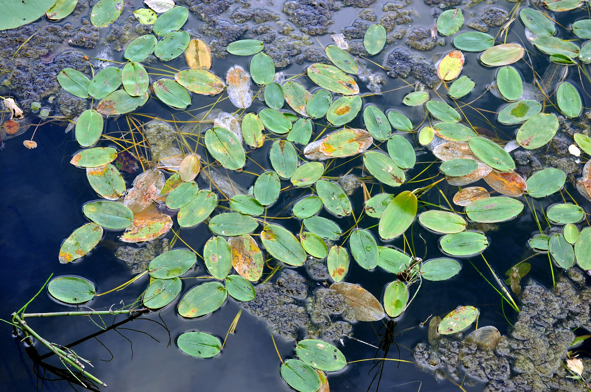 Image of Potamogeton natans specimen.