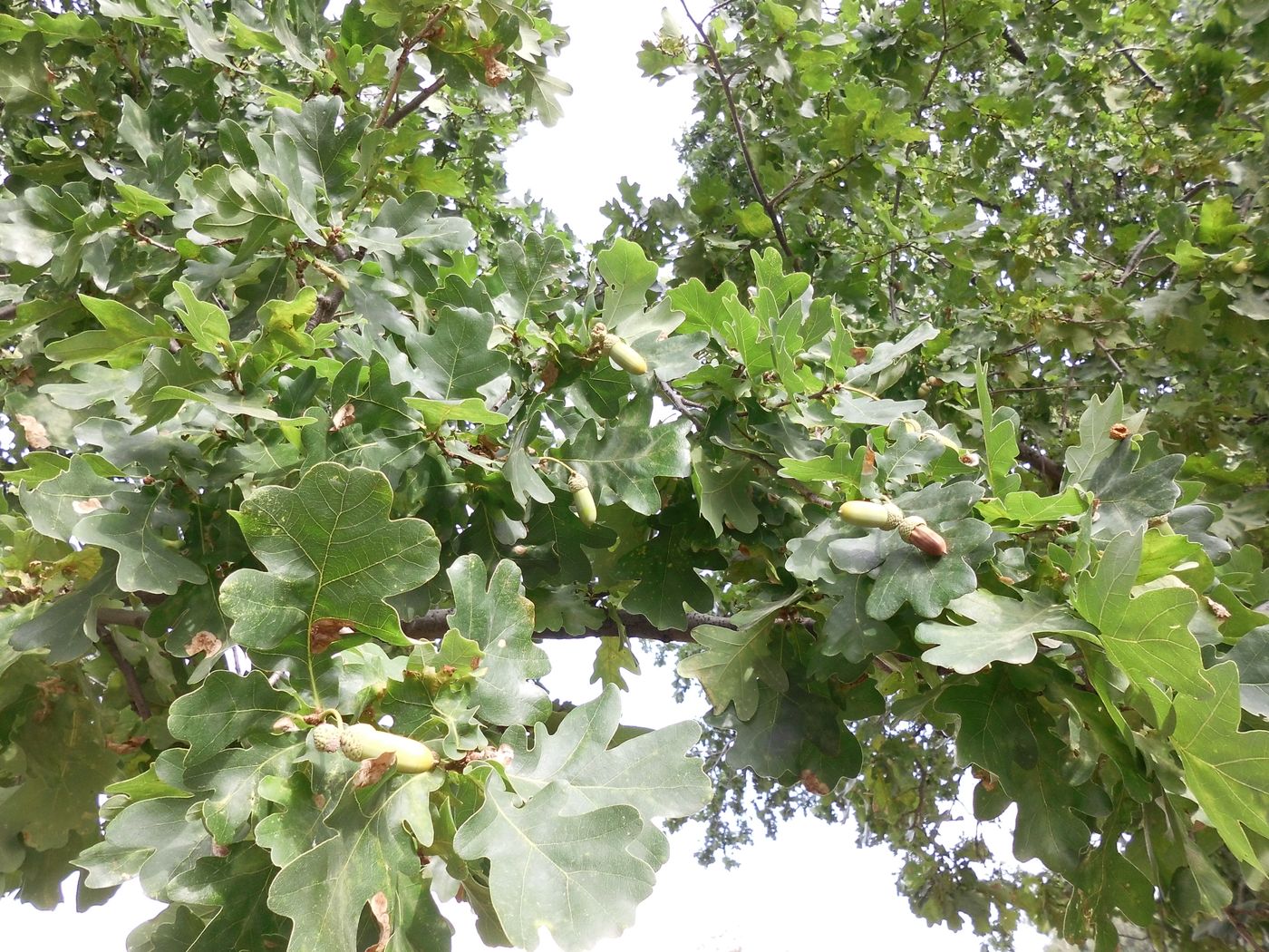 Image of Quercus robur specimen.