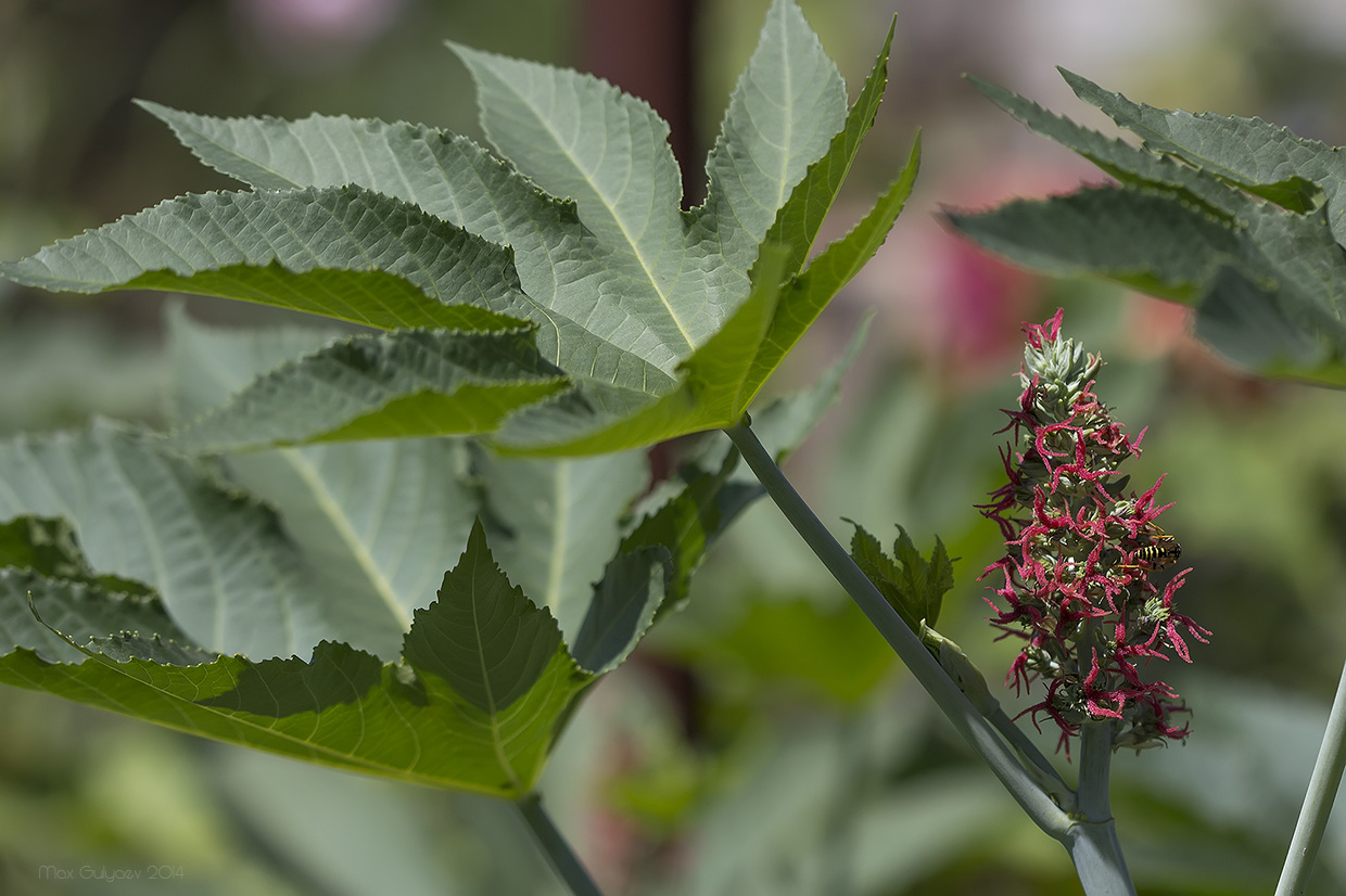 Изображение особи Ricinus communis.