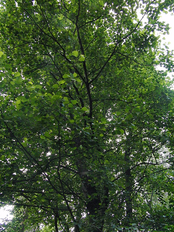 Image of Alnus glutinosa specimen.