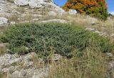 Juniperus hemisphaerica. Можжевеловый стланик. Крым, Ай-Петринская яйла, петрофитно-степной склон. 3 октября 2016 г.