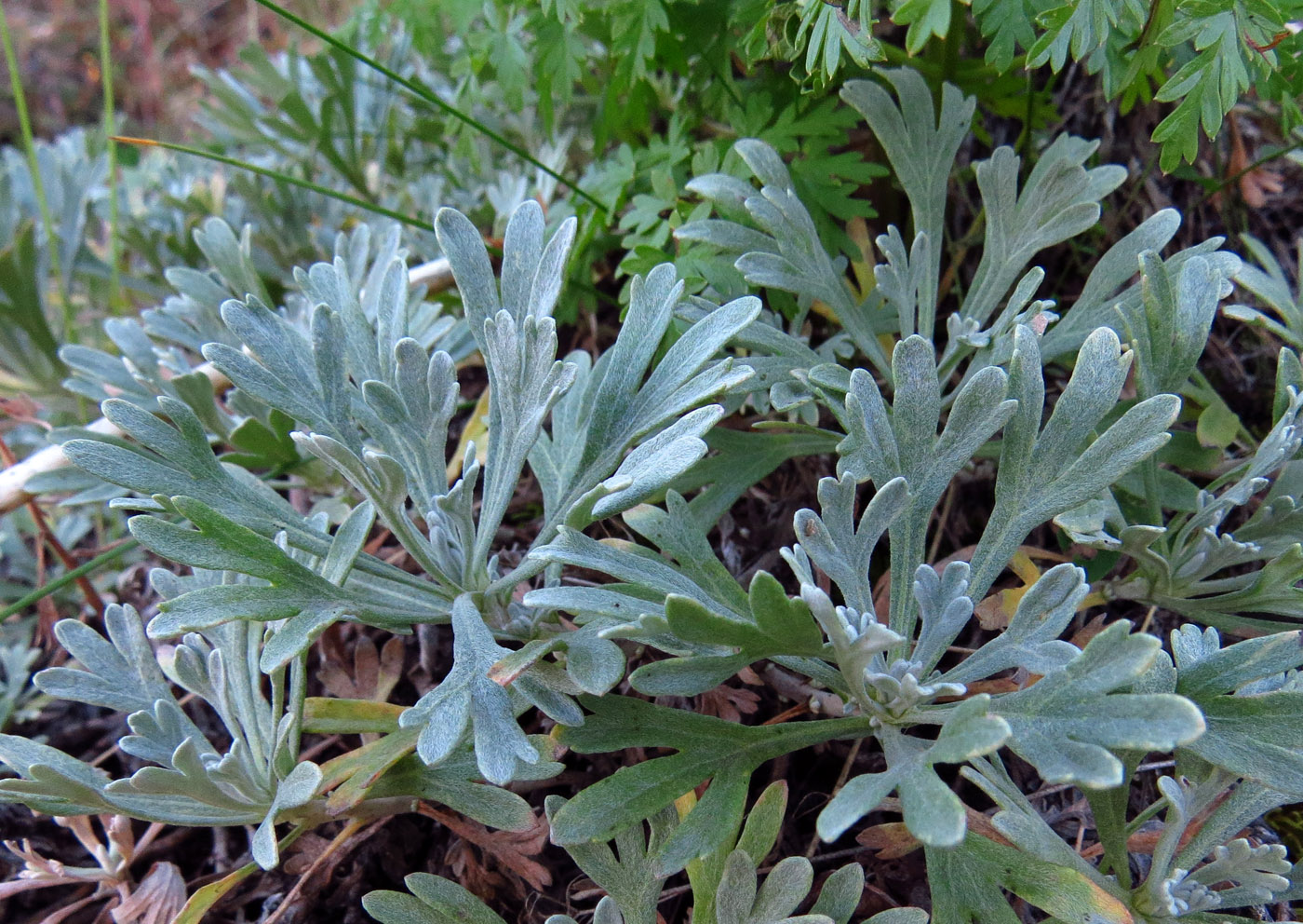 Image of Artemisia lagocephala specimen.