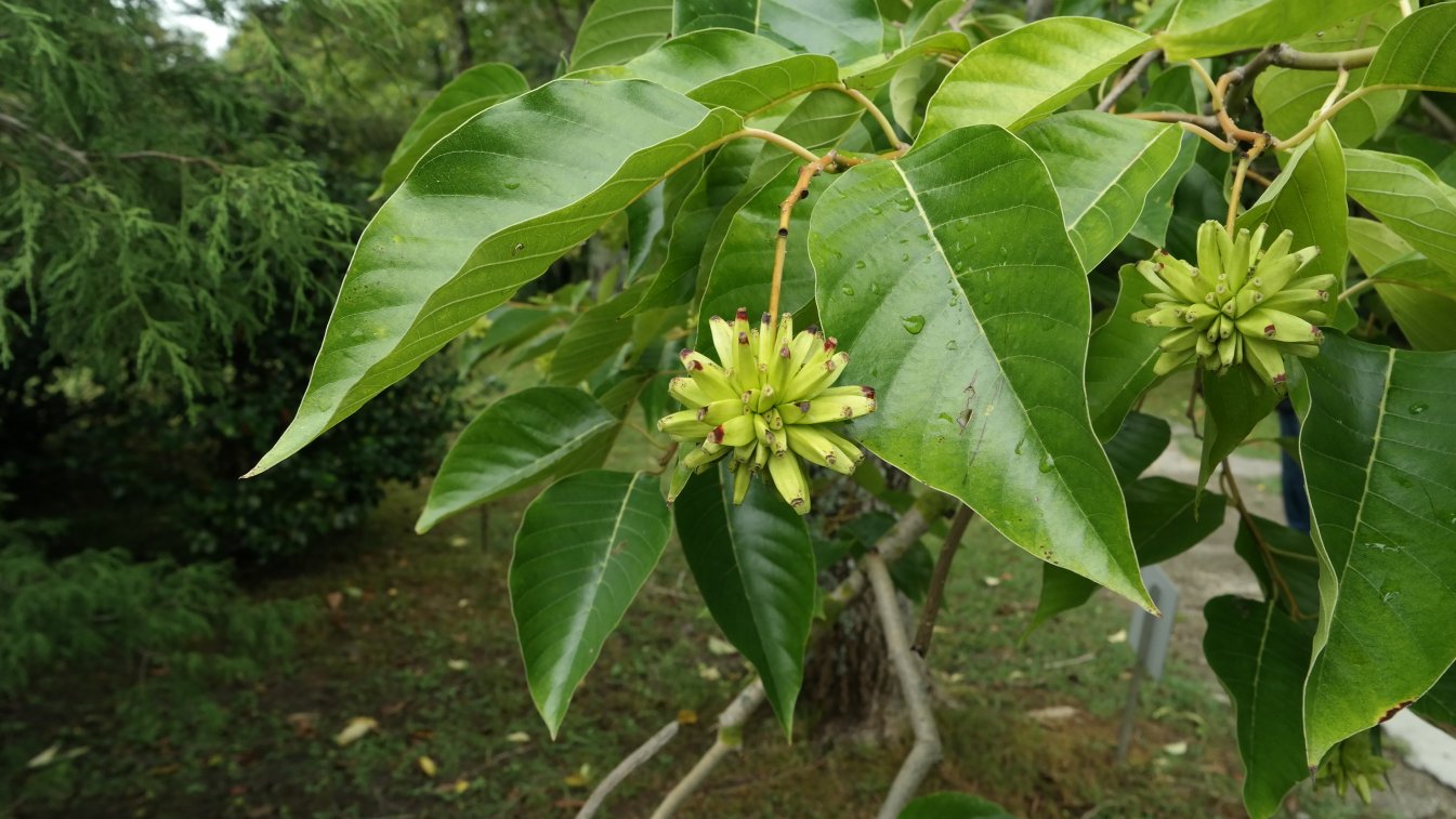Image of Camptotheca acuminata specimen.