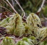 Sphagnum squarrosum