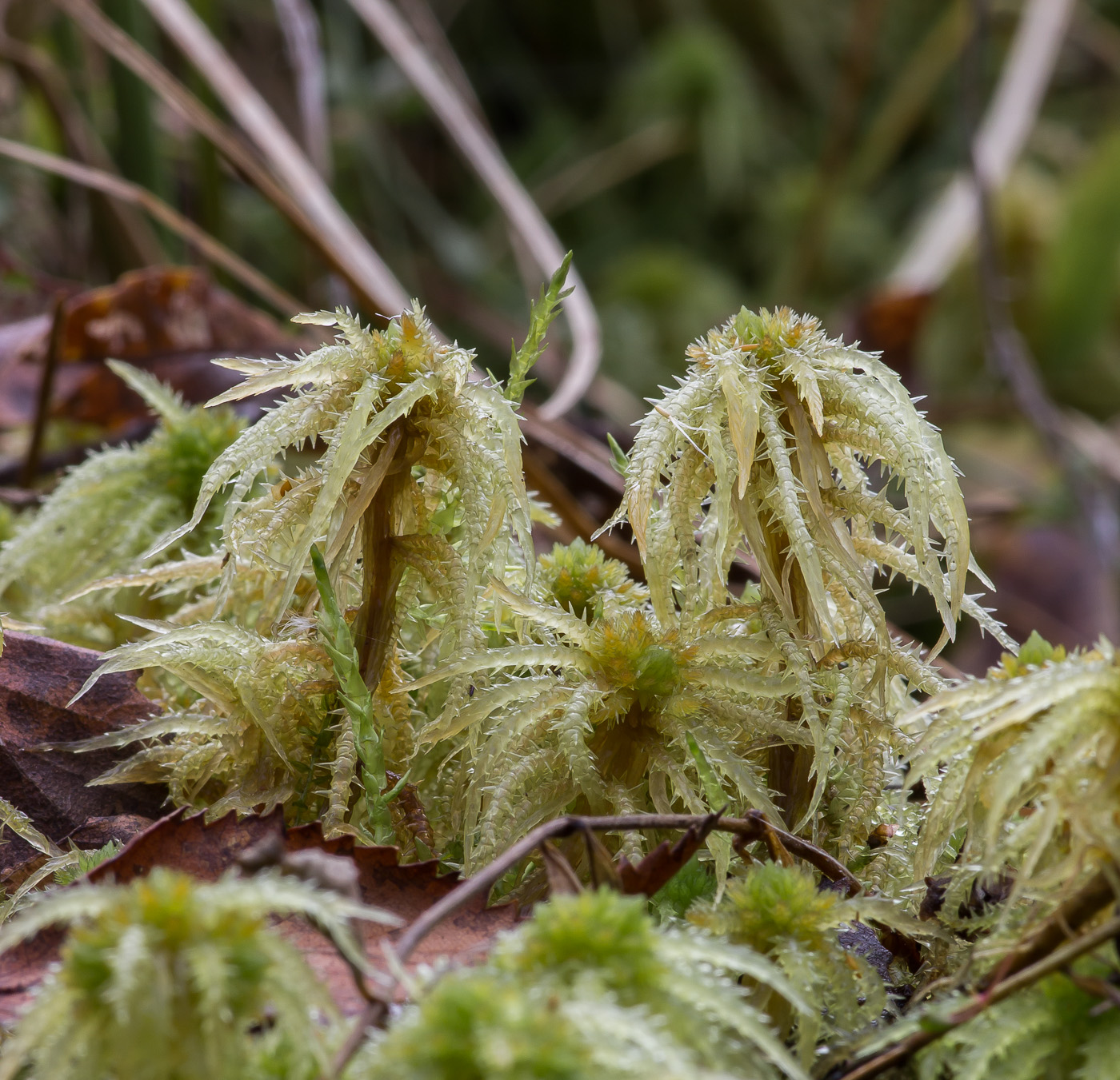 Изображение особи Sphagnum squarrosum.