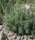 Suaeda linifolia