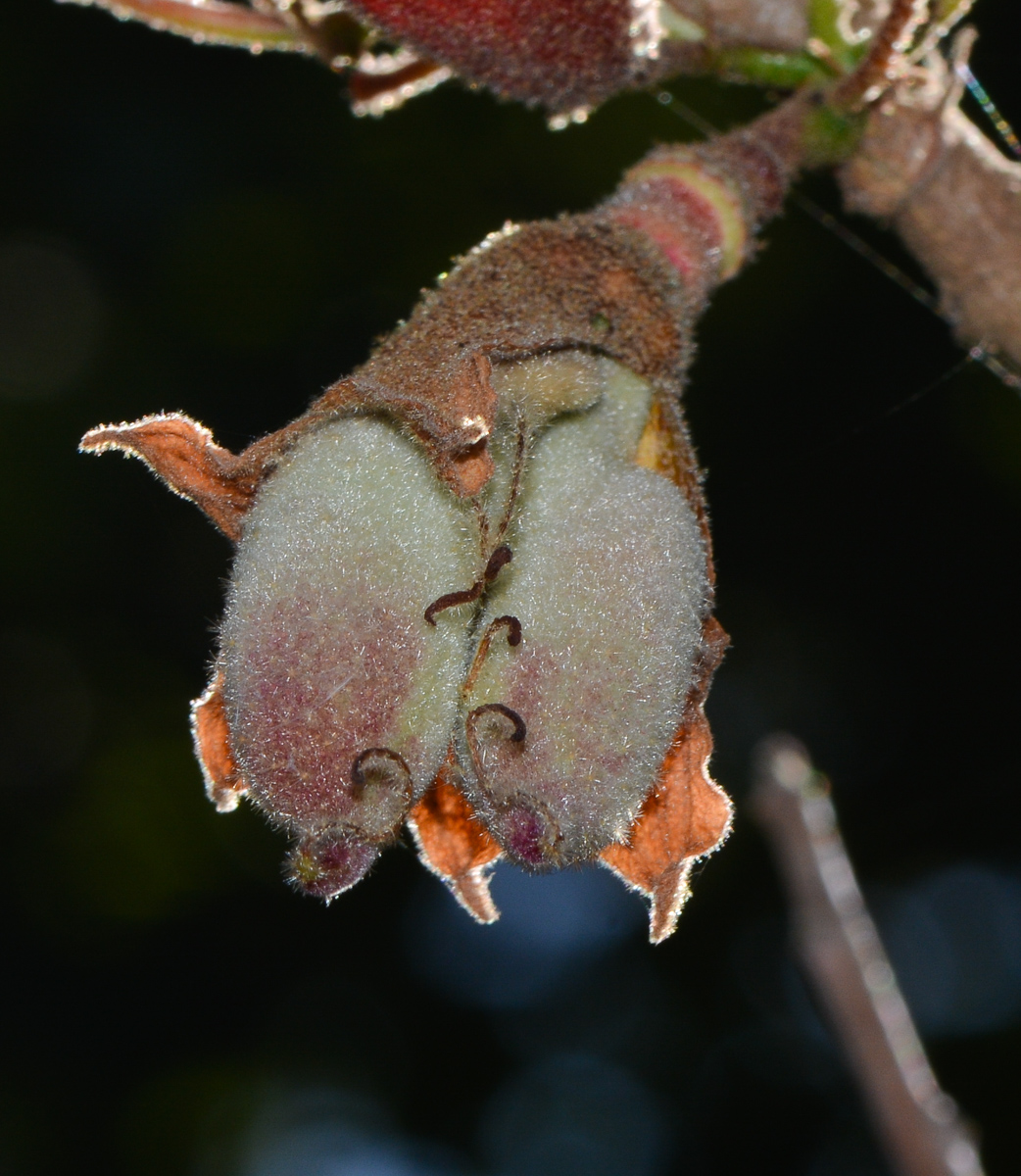 Изображение особи Brachychiton bidwillii.