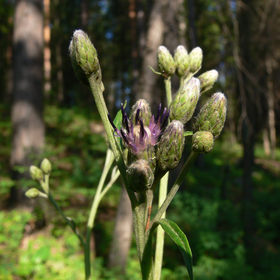 Image of Saussurea controversa specimen.