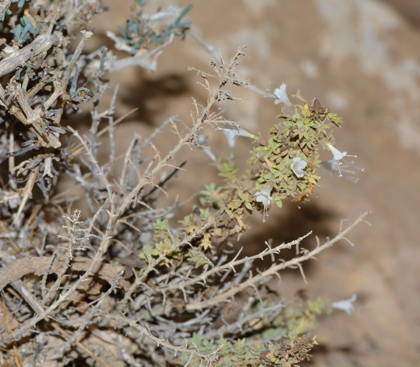 Image of Origanum dayi specimen.