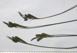 Carex kotschyana