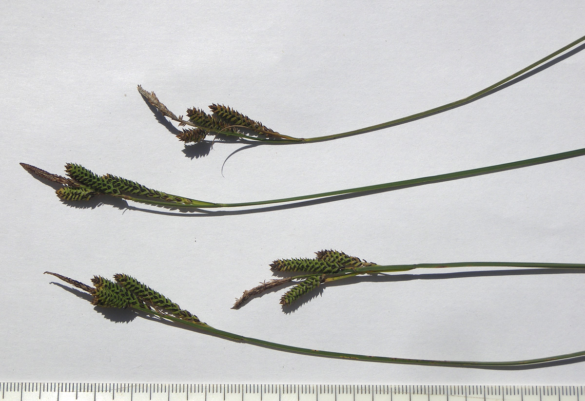Image of Carex kotschyana specimen.