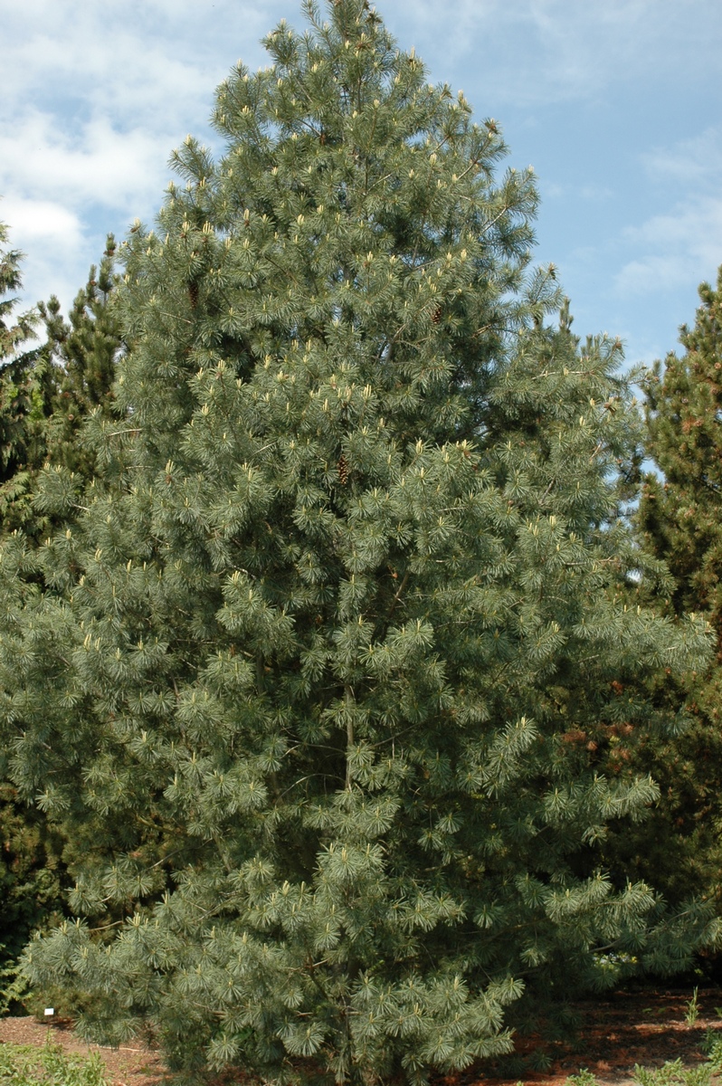 Изображение особи Pinus peuce.