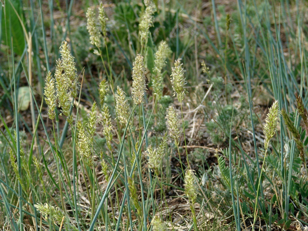 Image of genus Koeleria specimen.