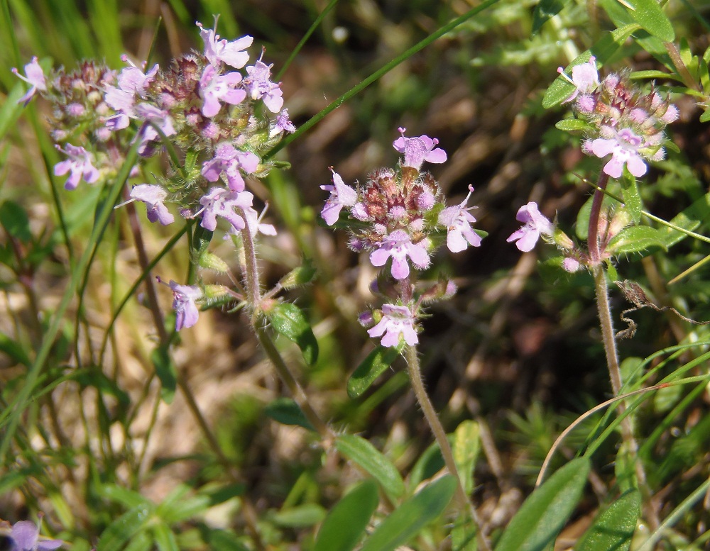 Изображение особи Thymus &times; tschernjajevii.