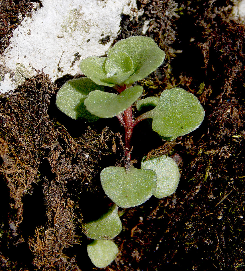 Изображение особи Sedum stoloniferum.