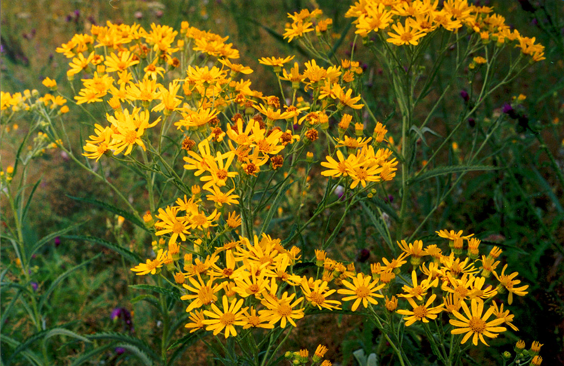 Image of Senecio paludosus specimen.