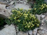 View full-size image Scutellaria novorossica