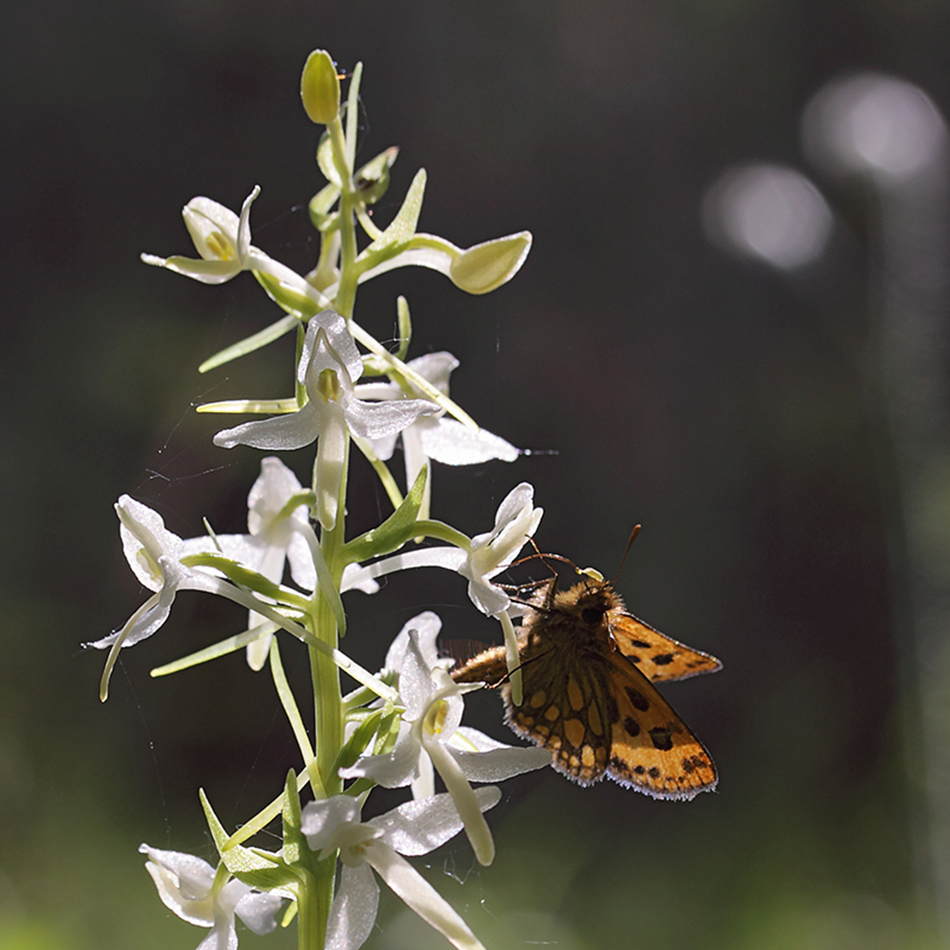 Изображение особи Platanthera bifolia.