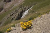 Senecio sosnovskyi. Цветущие растения. Кабардино-Балкария, южный склон Эльбруса, 300 м от водопада Девичьи Косы, обочина дороги, которая идет до Терскольской обсерватории. Июль.